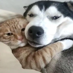 cat&dog